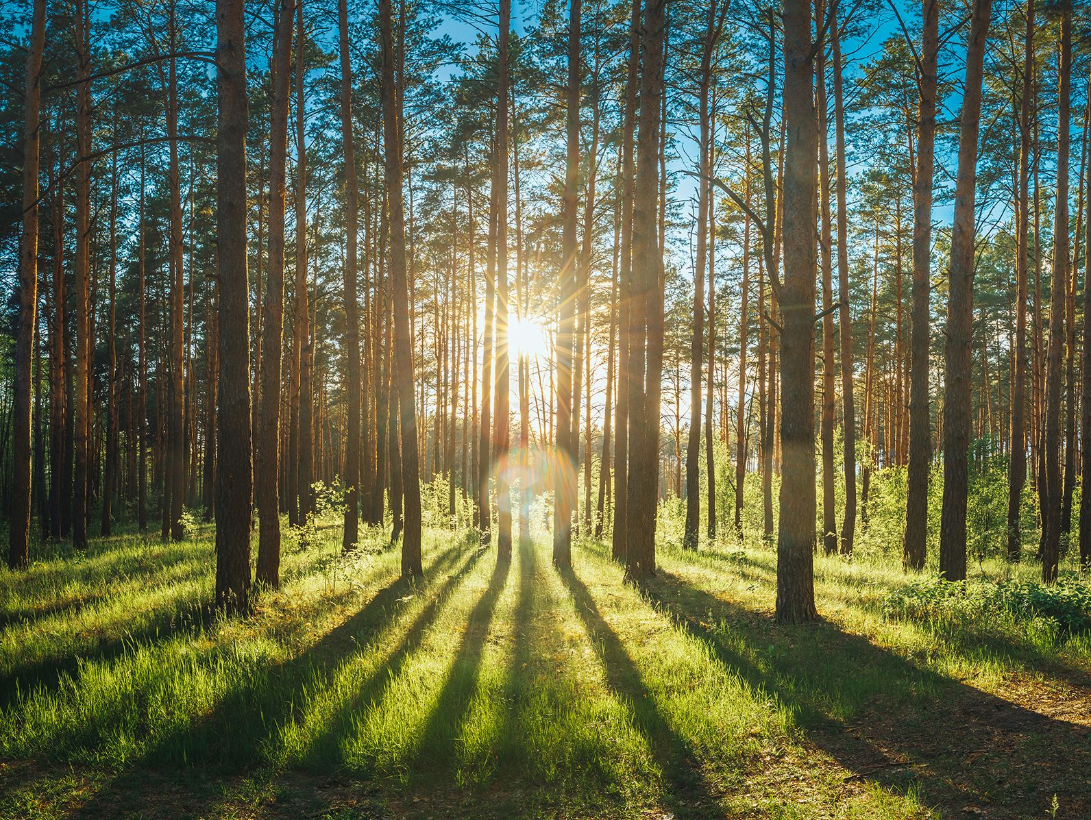 Skogslandskap med solsken mellan träden