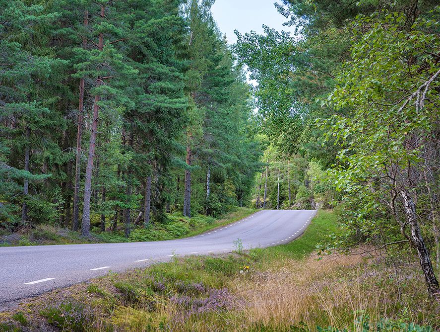 Landsväg i skogen 